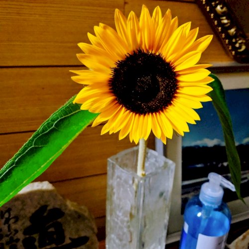 「お花は綺麗ですか？ 向日葵です。」の質問画像