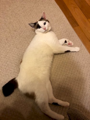 「うちの猫ちゃんはかわいいですか？」の質問画像