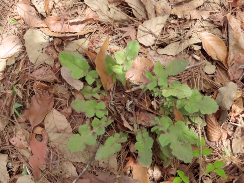 「野草の名前教えてください」の質問画像