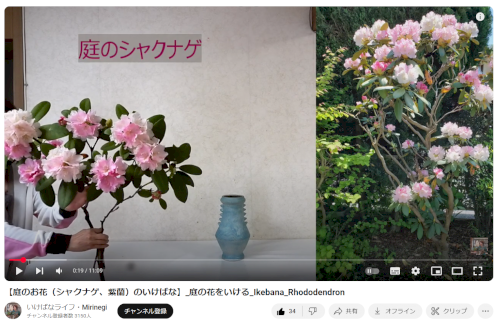 「画像のシャクナゲの品種を教えてもらえない」の質問画像