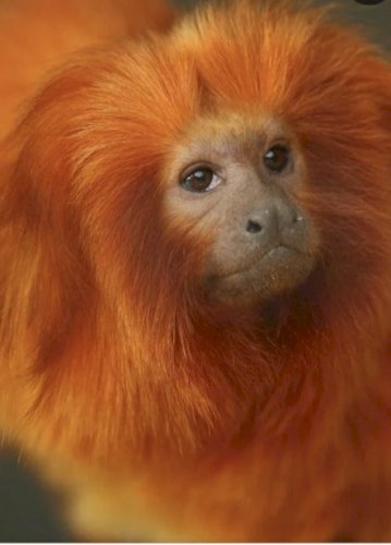 「オレンジ色が特徴的な動物教えてください。」の回答画像13