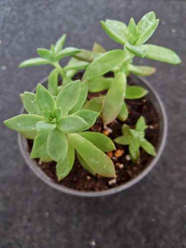 「多肉植物」の質問画像