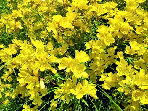 「花の名前を教えてください。」の質問画像