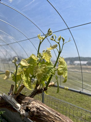 「ブドウの新芽の葉が縮れています」の質問画像