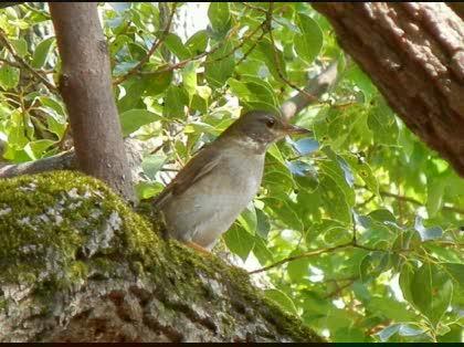 「この鳥は「シロハラ」でしょうか？」の質問画像