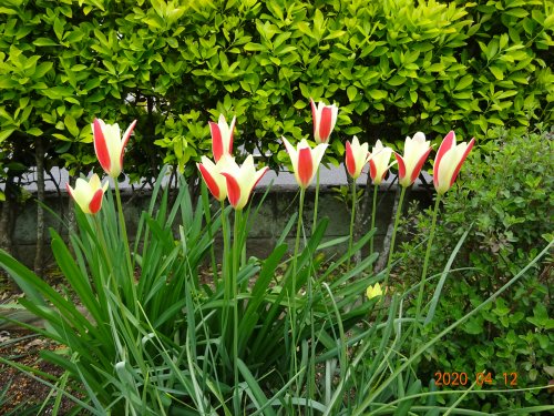 「この花の名前を教えてください。」の質問画像