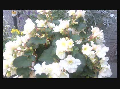 「このお花の名前教えて下さい」の質問画像