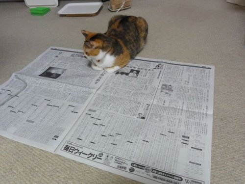 「夕刊、特に土曜の夕刊は必要ですか、あるほ」の補足画像1