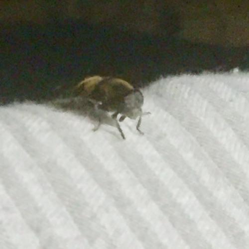 「この虫の名前を教えてください（写真あり）」の質問画像