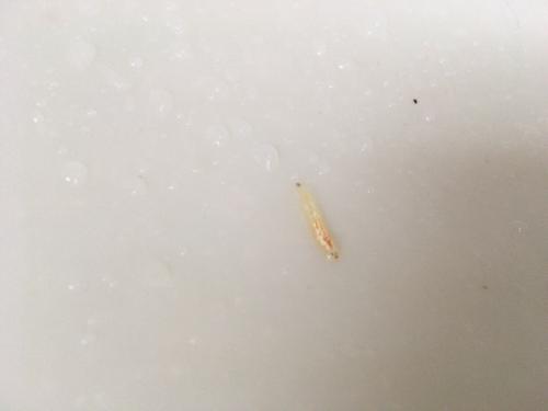 「この虫はなんですか？ いつの間にか洗面台」の質問画像
