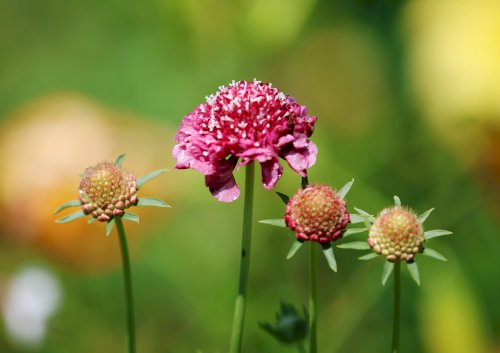 「花の名前を教えてください」の質問画像