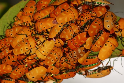 「背中の模様が顔に見える虫を見つけたのです」の回答画像1