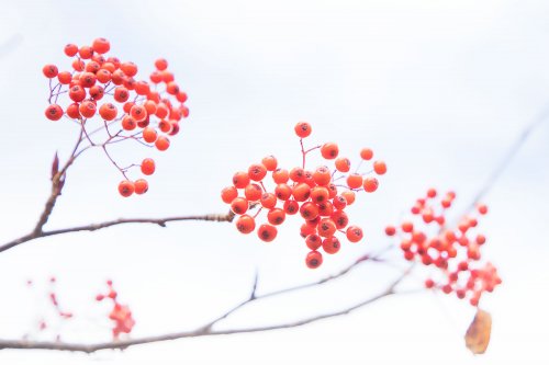「この実は、なんという木の実でしょうか？」の質問画像