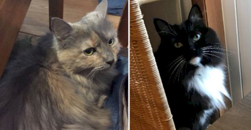 「ノルウェージャンフォレストキャットの1歳」の回答画像3