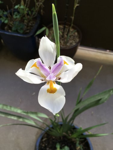 「この植物の名前は何ですか？」の質問画像