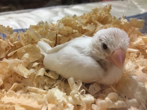 「文鳥の雛」の質問画像