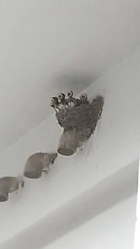 「「ありがてぅ」＆「またねー」祭り！」の回答画像23