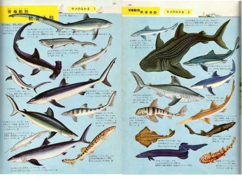 「昔は、魚（特にサメ）は大きかったのですか」の質問画像