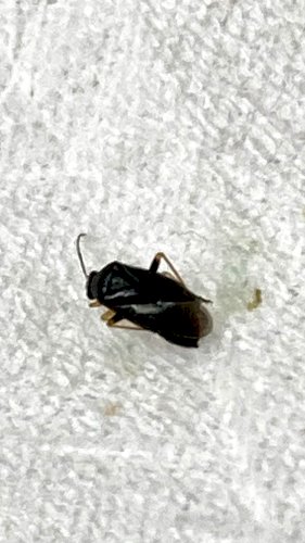 「洗濯物に小さな虫がついてました。名前と害」の質問画像