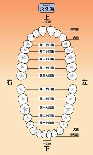 「これ、親知らずですか？」の回答画像2