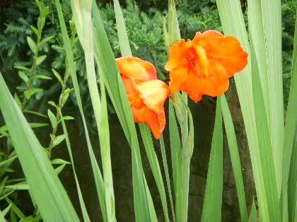 「この花の名前を教えてください。」の質問画像
