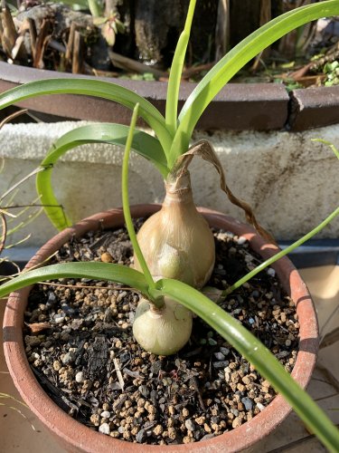 「この球根は何という植物ですか。 ご存知の」の質問画像