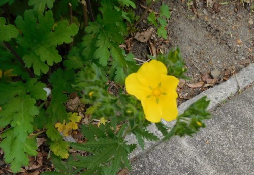 「この花の名前を教えてください。」の質問画像