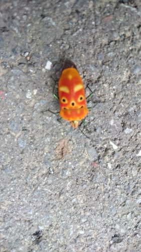 「背中の模様が顔に見える虫を見つけたのです」の質問画像