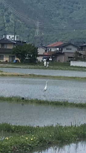 「この鳥はなんでしょうか」の質問画像