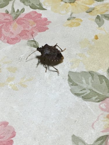 「昨日家で見つけたものです。 カメムシかな」の質問画像