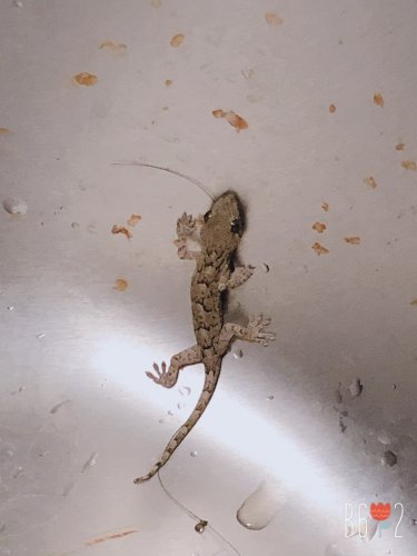 「この生き物は一体何でしょうか?今朝、台所」の補足画像1