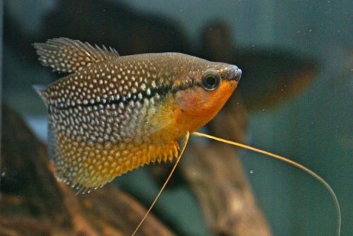 「この魚の名前を教えてください」の質問画像