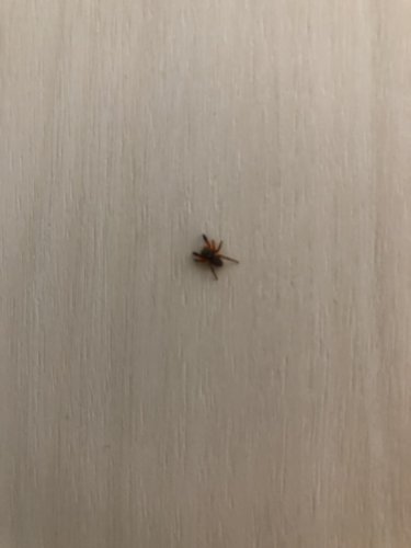 「教えてください 家の中に ハエトリグモく」の補足画像1