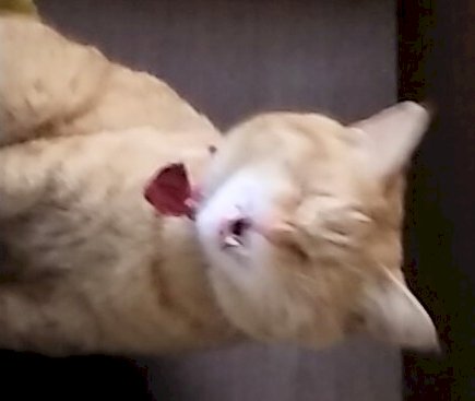 「ペットの顔が笑い顔になるのですが」の回答画像1