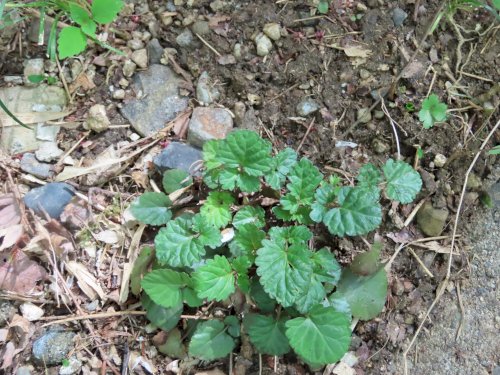 「野草の名前 教えてください」の質問画像