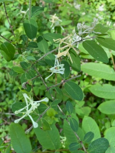 「植物の名前 教えてください」の質問画像