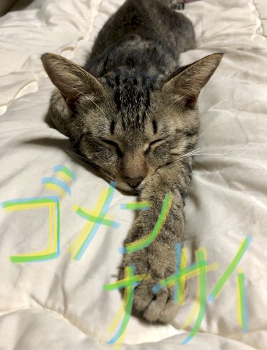 「嫌煙者の主張は中学生レベルの戯言なのか？」の質問画像