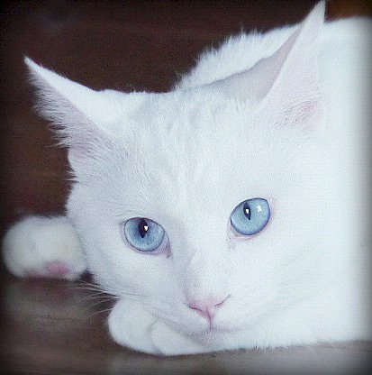 「(ﾟдﾟ)。ネコちゃんは、何匹.飼われて」の回答画像1
