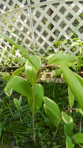 「殆ど日陰の場所に球根を植えていたのを忘れ」の質問画像