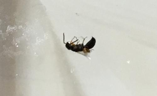 「ヒアリですか？？」の質問画像