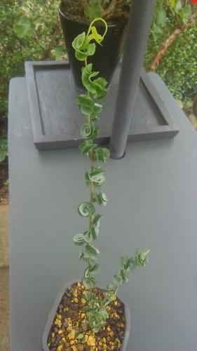 「この植物名を教えて下さい」の質問画像