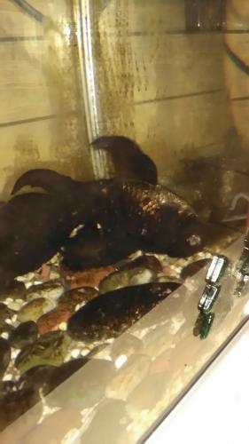 「金魚が最近ふと見るとひっくり返っていまし」の質問画像