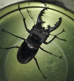 クワガタ拾ったけど 子どもが 玄関を開けたらミヤマクワガタがいた 爬虫類 両生類 昆虫 教えて Goo