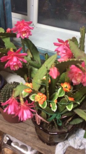 「どんな花でしょうか？ 花名を教えてくださ」の質問画像