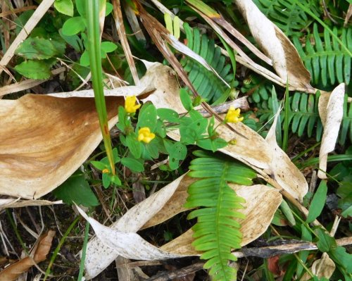 「この花の名前を教えてください。」の質問画像