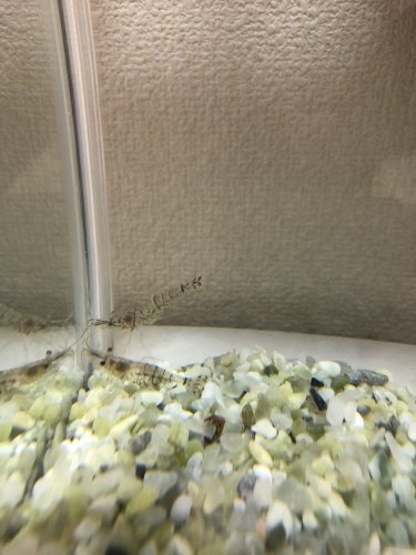 「エビの名前」の質問画像