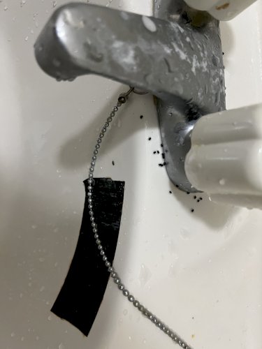 「蛇口に黒いゴマのような物体がありました。」の質問画像