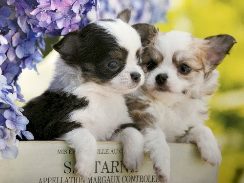 「この写真の犬、なんて会話してると思います」の質問画像