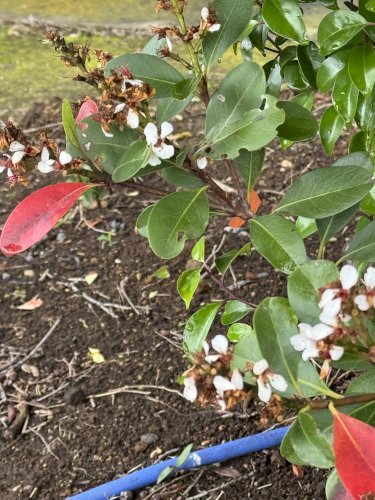「添付写真の植物名を教えてください。」の質問画像