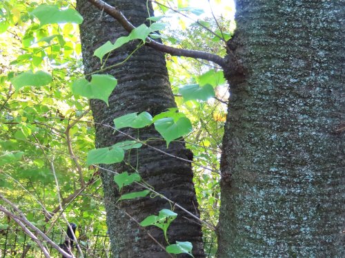「ツル性植物 名前をおしえてください」の質問画像